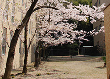 寮の桜
