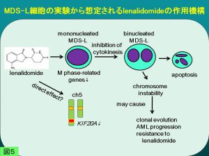 MDS-L細胞の実験から想定されるienalidomideの作用機構