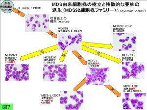 正常造血からMDS、さらに急性白血病移行のモデル