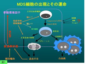 MDS細胞の出現とその運命